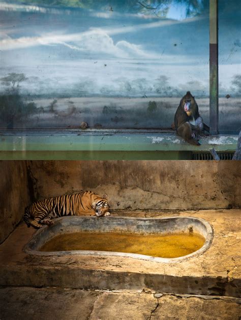 The Power of Photography: Using Captive Wildlife Images to Raise Awareness and Promote Conservation